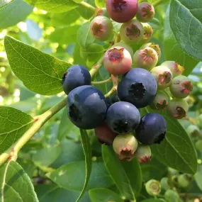 Half-High Blueberry - Vaccinium 'Chippewa'