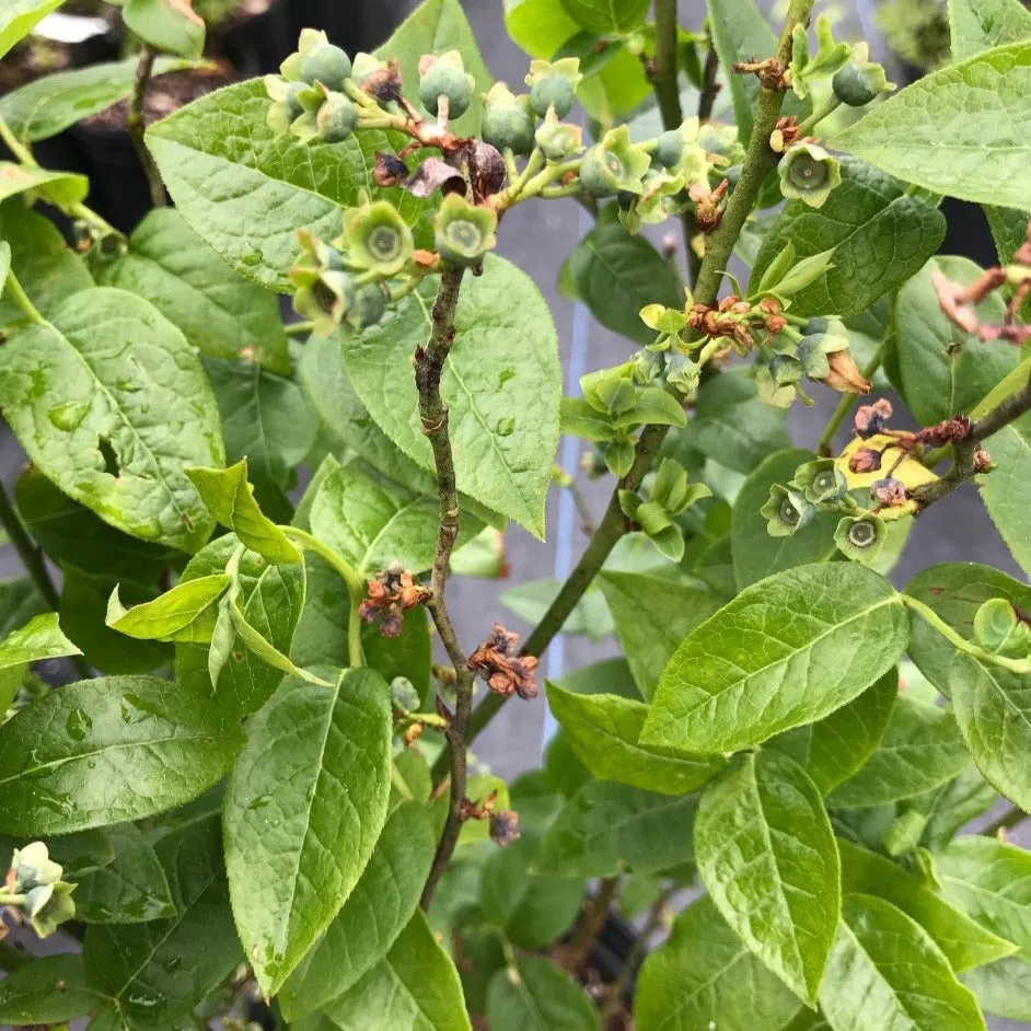 Half-High Blueberry - Vaccinium 'Chippewa'